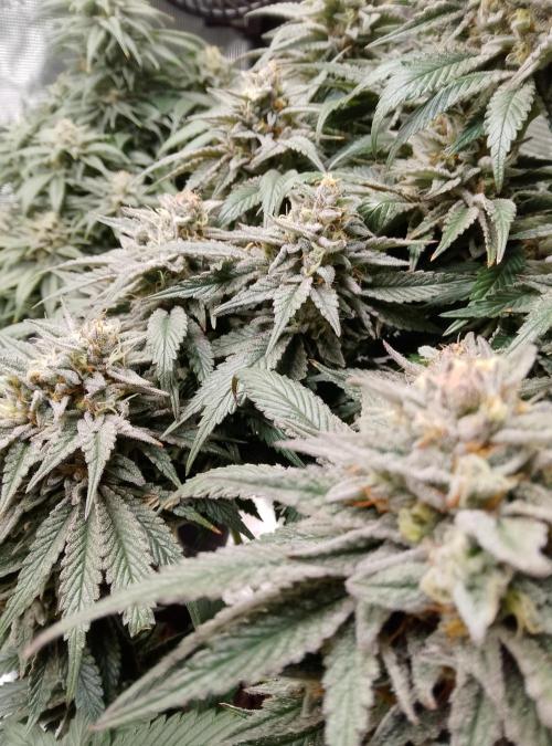 Skunk et Super Skunk Sensi Seeds. Week 11