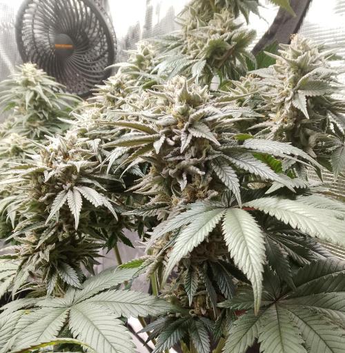 Skunk et Super Skunk Sensi Seeds. Week 11