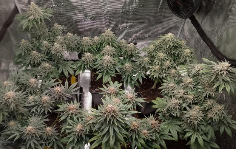 Skunk et Super Skunk Sensi Seeds. Week 11