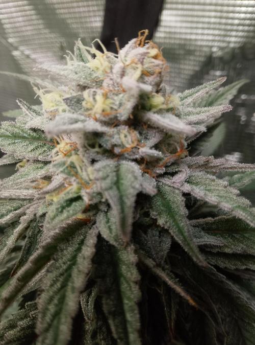 Skunk et Super Skunk Sensi Seeds. Week 11