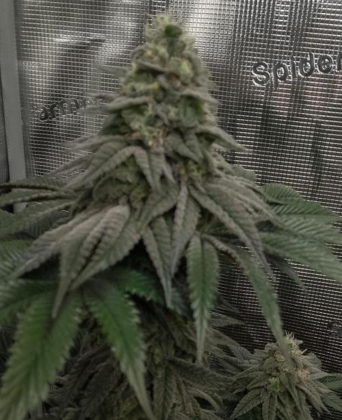 Skunk et Super Skunk Sensi Seeds. Week 11