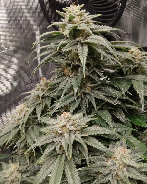 Skunk et Super Skunk Sensi Seeds. Week 11