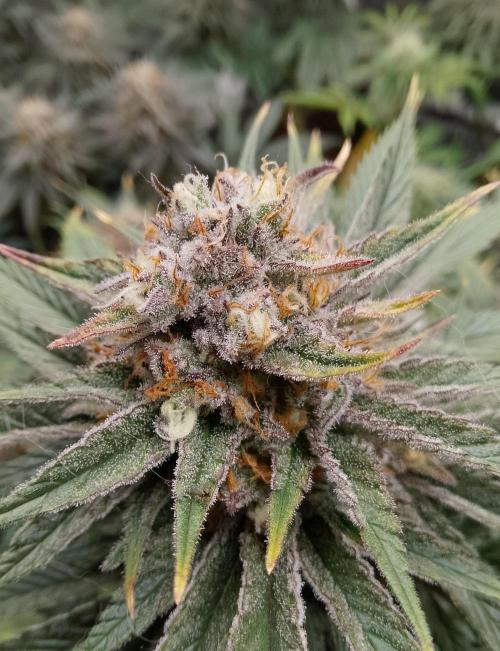 Skunk et Super Skunk Sensi Seeds. Week 11