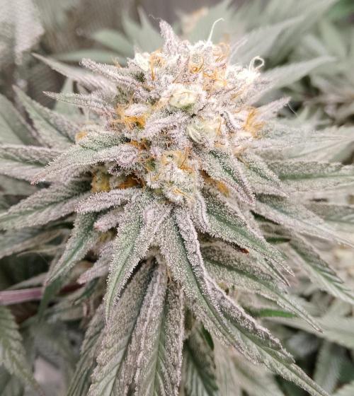 Skunk et Super Skunk Sensi Seeds. Week 11