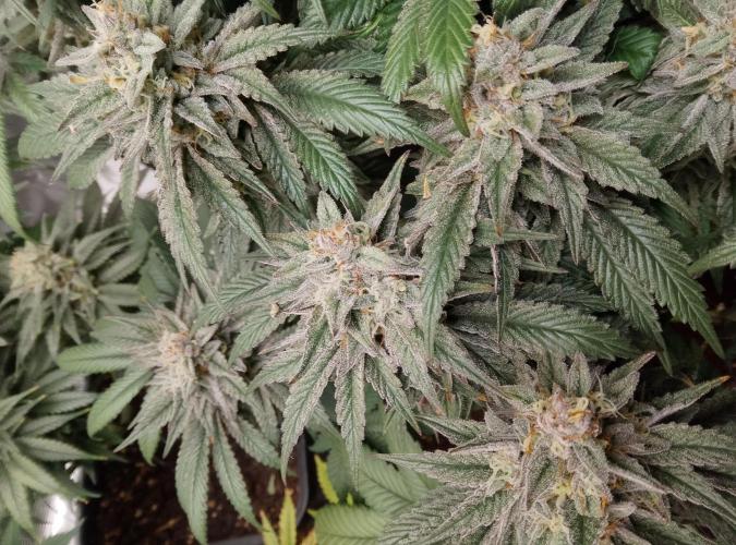 Skunk et Super Skunk Sensi Seeds. Week 11