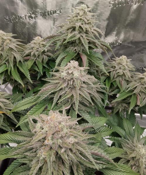 Skunk et Super Skunk Sensi Seeds. Week 11