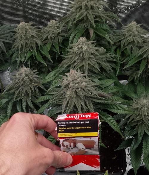 Skunk et Super Skunk Sensi Seeds. Week 11