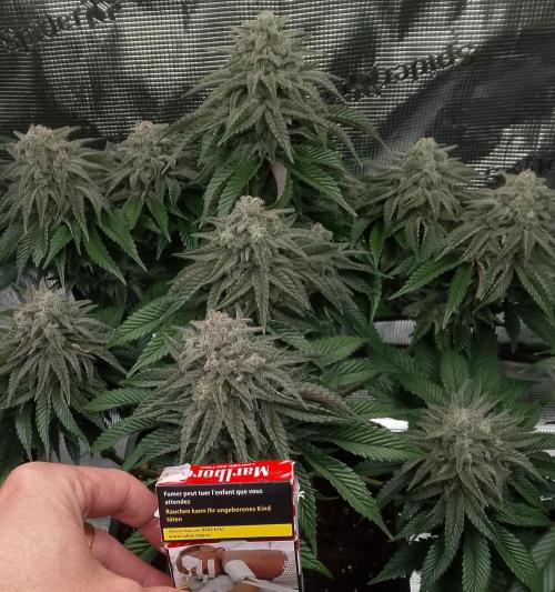 Skunk et Super Skunk Sensi Seeds. Week 11