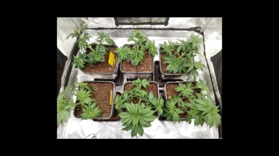 Skunk et Super Skunk Sensi Seeds