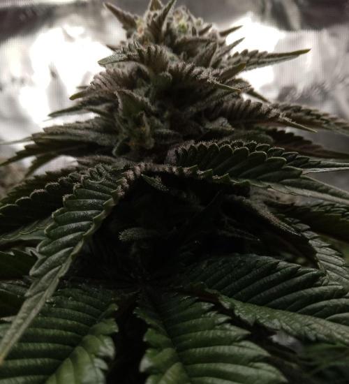 Skunk et Super Skunk Sensi Seeds. Week 12