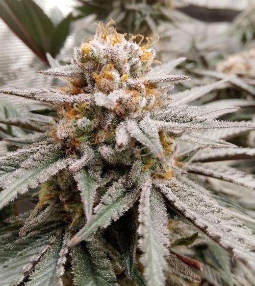 Skunk et Super Skunk Sensi Seeds. Week 12