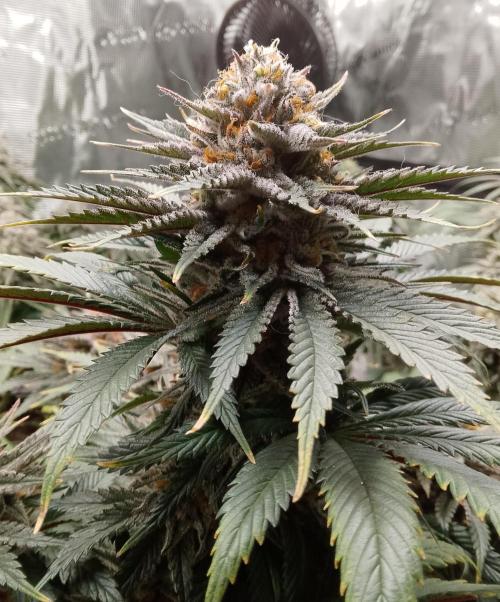 Skunk et Super Skunk Sensi Seeds. Week 12