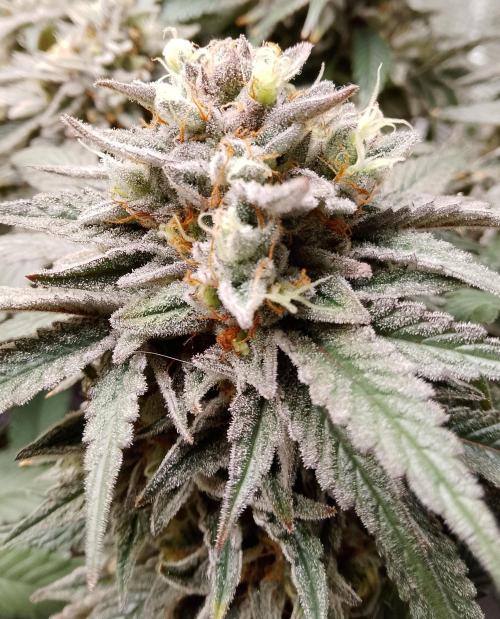 Skunk et Super Skunk Sensi Seeds. Week 12
