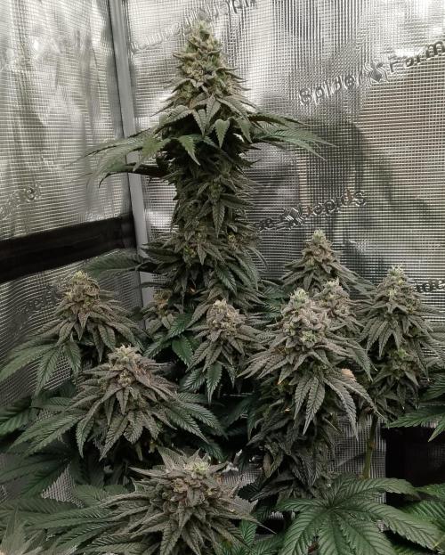 Skunk et Super Skunk Sensi Seeds. Week 12