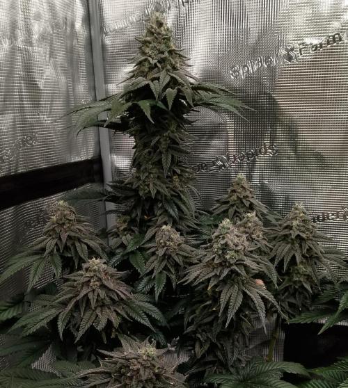 Skunk et Super Skunk Sensi Seeds. Week 12