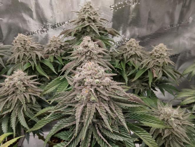 Skunk et Super Skunk Sensi Seeds. Week 12