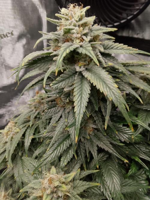 Skunk et Super Skunk Sensi Seeds. Week 12