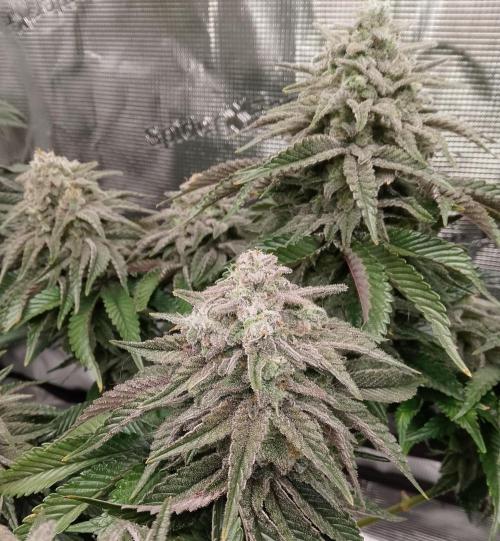Skunk et Super Skunk Sensi Seeds. Week 12