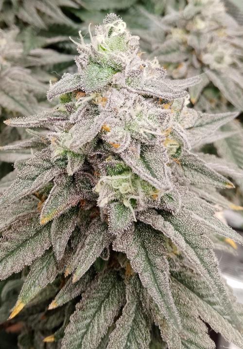 Skunk et Super Skunk Sensi Seeds. Week 12