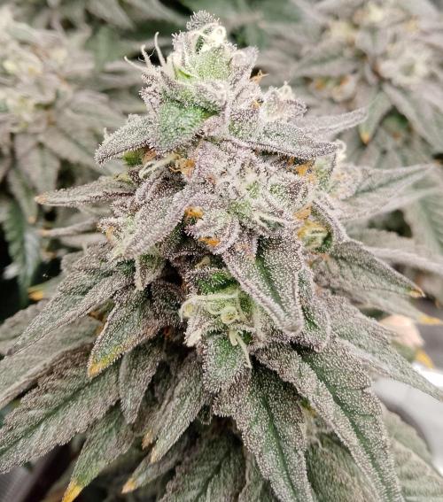 Skunk et Super Skunk Sensi Seeds. Week 12