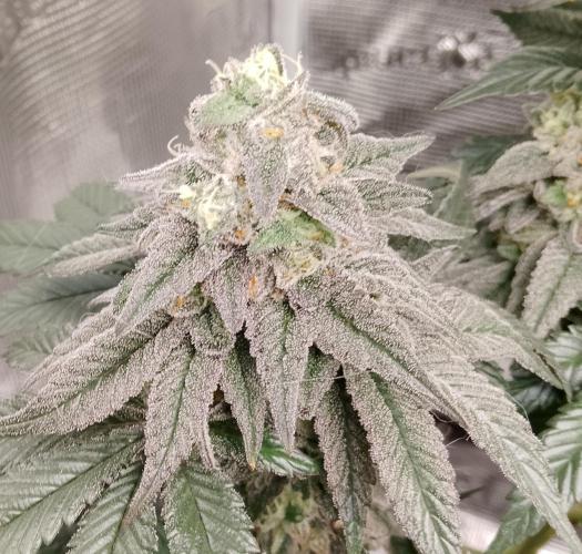 Skunk et Super Skunk Sensi Seeds. Week 12