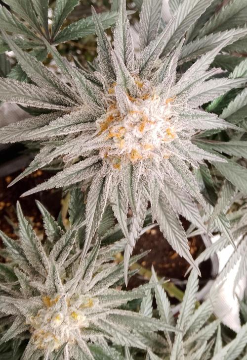 Skunk et Super Skunk Sensi Seeds. Week 12