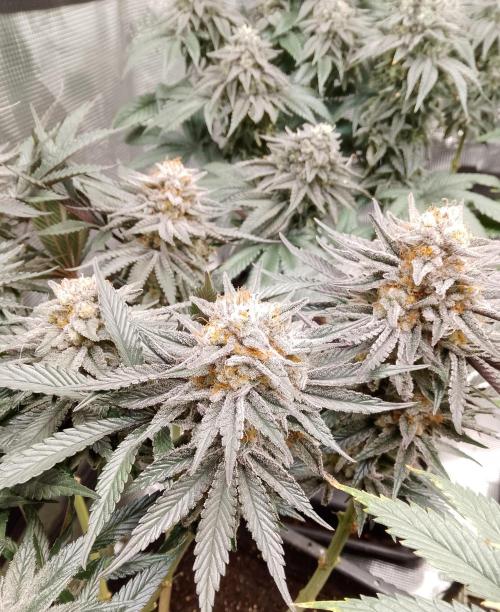 Skunk et Super Skunk Sensi Seeds. Week 12