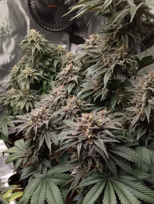 Skunk et Super Skunk Sensi Seeds. Week 12