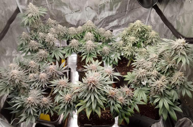 Skunk et Super Skunk Sensi Seeds. Week 12