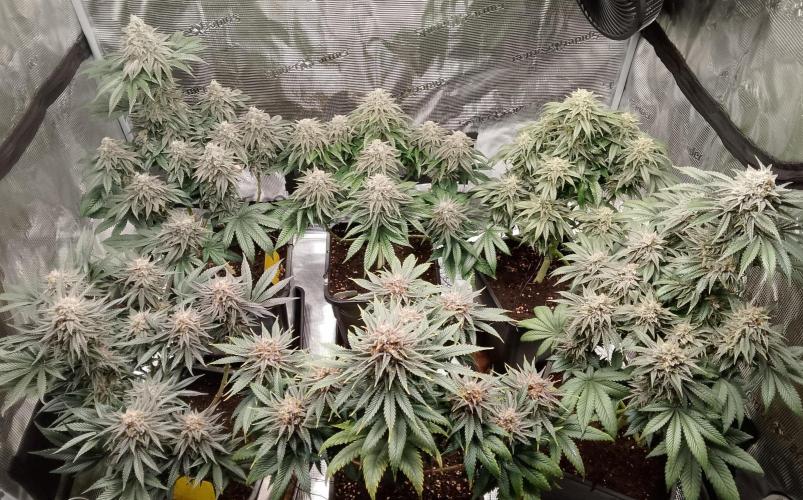 Skunk et Super Skunk Sensi Seeds. Week 12