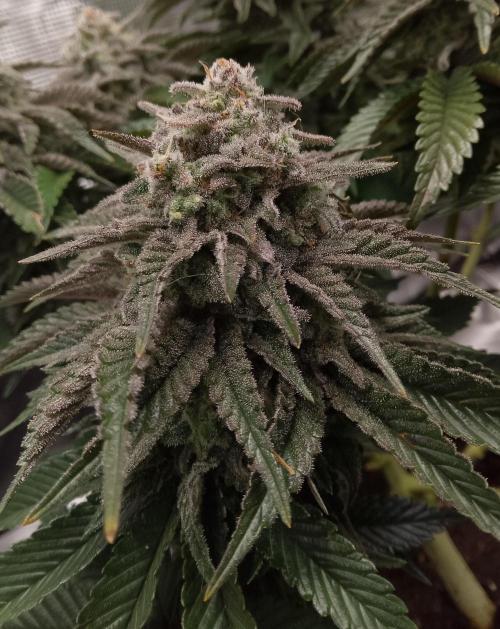 Skunk et Super Skunk Sensi Seeds. Week 12
