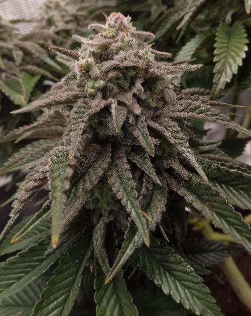 Skunk et Super Skunk Sensi Seeds. Week 12