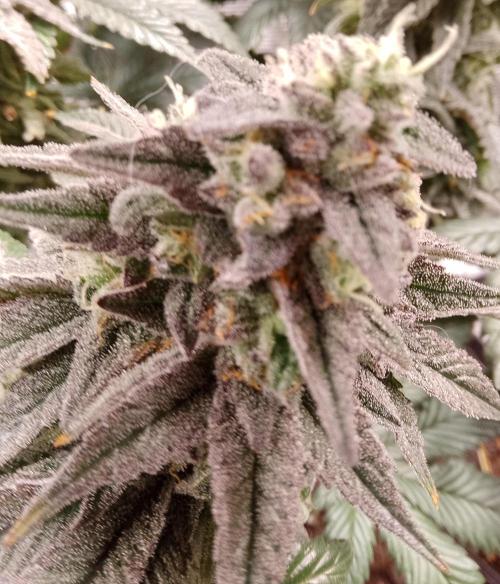 Skunk et Super Skunk Sensi Seeds. Week 12