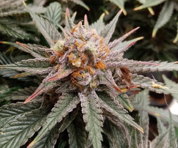 Skunk et Super Skunk Sensi Seeds. Week 12