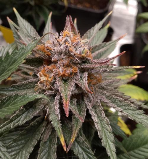 Skunk et Super Skunk Sensi Seeds. Week 12