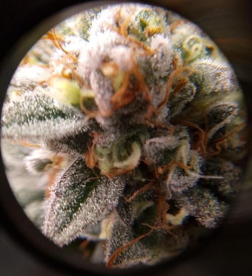 Skunk et Super Skunk Sensi Seeds. Week 12