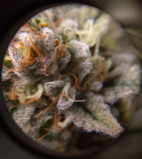 Skunk et Super Skunk Sensi Seeds. Week 12