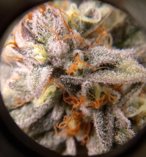 Skunk et Super Skunk Sensi Seeds. Week 12