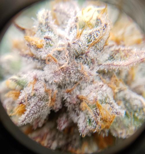 Skunk et Super Skunk Sensi Seeds. Week 12