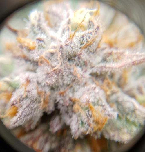 Skunk et Super Skunk Sensi Seeds. Week 12