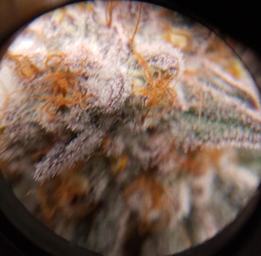 Skunk et Super Skunk Sensi Seeds. Week 12