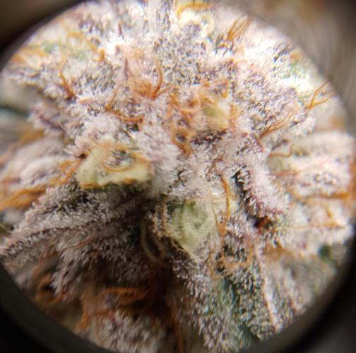 Skunk et Super Skunk Sensi Seeds. Week 12
