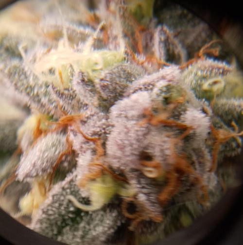 Skunk et Super Skunk Sensi Seeds. Week 12