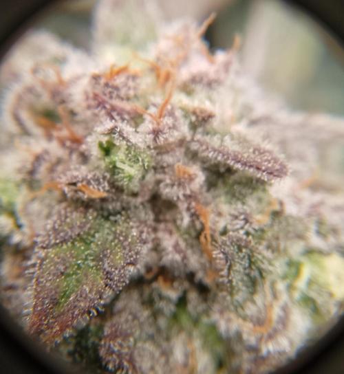 Skunk et Super Skunk Sensi Seeds. Week 12