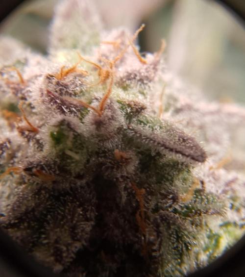 Skunk et Super Skunk Sensi Seeds. Week 12