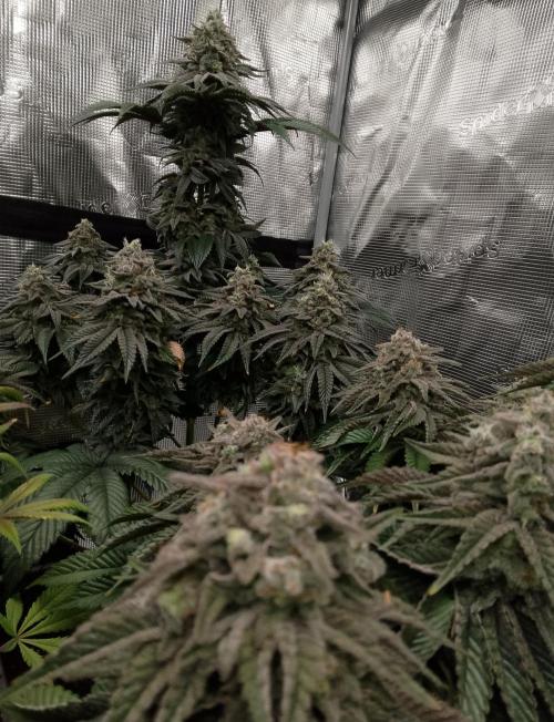 Skunk et Super Skunk Sensi Seeds. Week 12