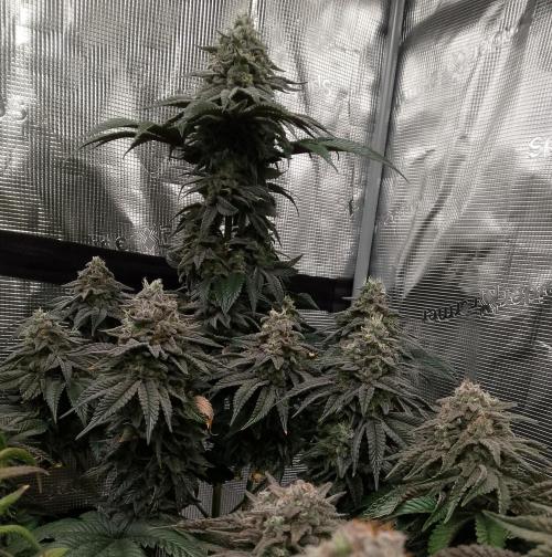 Skunk et Super Skunk Sensi Seeds. Week 12