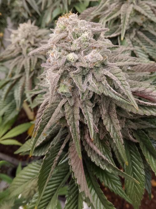 Skunk et Super Skunk Sensi Seeds. Week 12