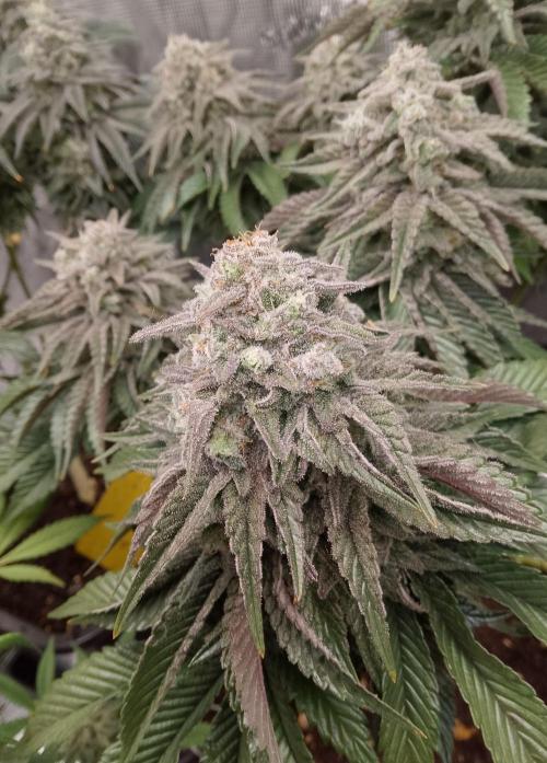 Skunk et Super Skunk Sensi Seeds. Week 12