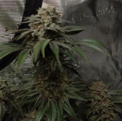 Skunk et Super Skunk Sensi Seeds. Week 12